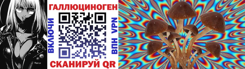 Псилоцибиновые грибы Psilocybine cubensis  закладки  Щучье 
